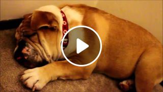 English bulldog lip snoring