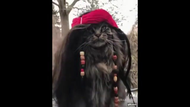 He's a Pirate Pirates of the Caribbean, Music, Mashups, Main Theme, Pirate, Jack Sparrow, Pirates Of The Caribbean, Lego, Funny Cats Compilation, Funny Cats