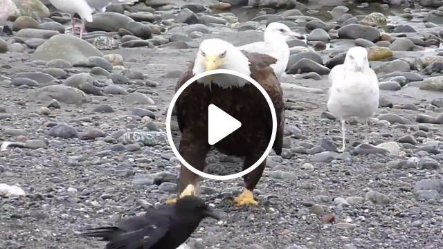 Im a bird, eagle, bald eagle, cook inlet, anchor point, kenai peninsula, alaska, james bond, james bond theme, fun, funny moment, bird, birb, birb memes, birds, spy, soundtrack, agent, bond, animals pets. #0