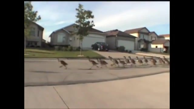 Into the Motherland the DUCK'S army march