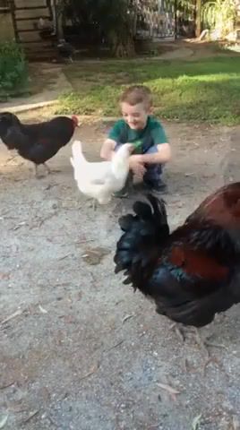 Is it really you, Boy Hugs Chicken, Mason, Roosters, Jealous, Have You Hugged Your Chicken, Best Friends, Love, Sweet, Cute, Be Kind To Animals, Chicken Hug, Chicken, Love Bird, Animals Pets