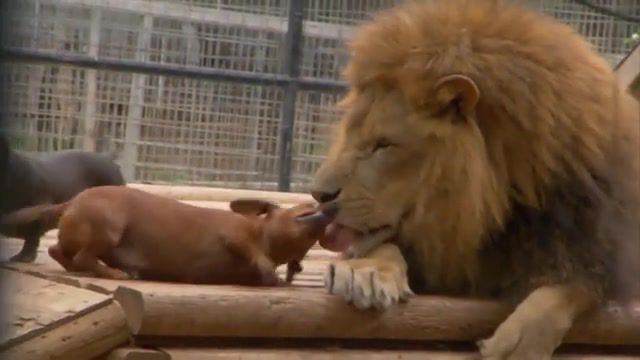 Lion Loves Wiener Dog, Animal, Funny, Sweet, Cool, Awesome, Wow, Damn, Dank, Cute, Lol, Cringe, Soul, Collective, Oklahoma, Animal Love, Dachshund, Wildlife Refuge, Friendship, Special Bond, Atlas Lion, Dog's Best Friend, Lion, Wiener Dog, Dbf, Barbary Lion, Animals Pets