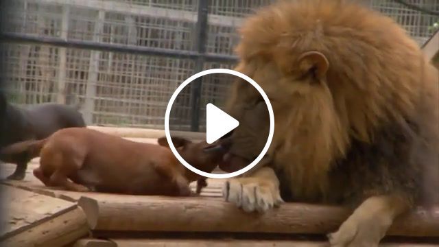 Lion loves wiener dog, animal, funny, sweet, cool, awesome, wow, damn, dank, cute, lol, cringe, soul, collective, oklahoma, animal love, dachshund, wildlife refuge, friendship, special bond, atlas lion, dog's best friend, lion, wiener dog, dbf, barbary lion, animals pets. #0