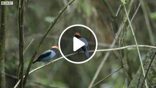 Manakin birds have all best dance moves