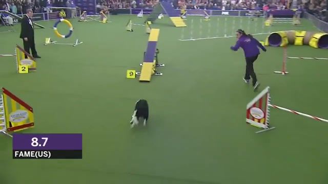 Masters Agility Championship, Westminster Kennel Club, Kennel, Club, Dog, Show, Dog Show, Wkc, Agility, Fox, Fox Sports, News, Highlights, Westminster, Fame Us, Animals Pets