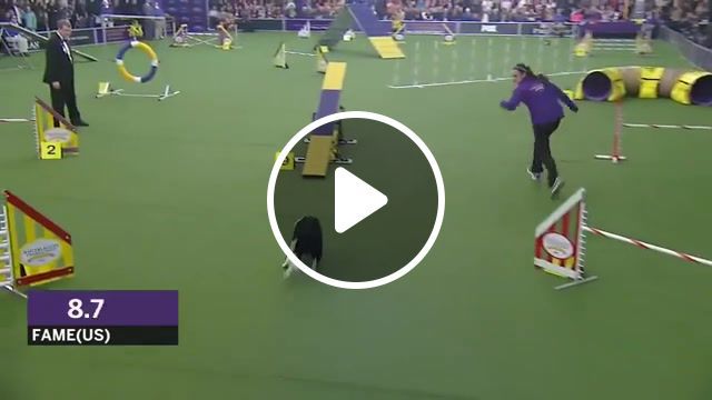Masters agility championship, westminster kennel club, kennel, club, dog, show, dog show, wkc, agility, fox, fox sports, news, highlights, westminster, fame us, animals pets. #0