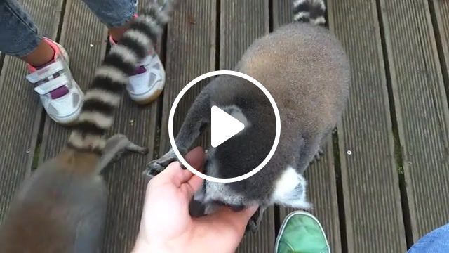 Miss the last meal, lemur, julien, food, animal feeding, animals pets. #0