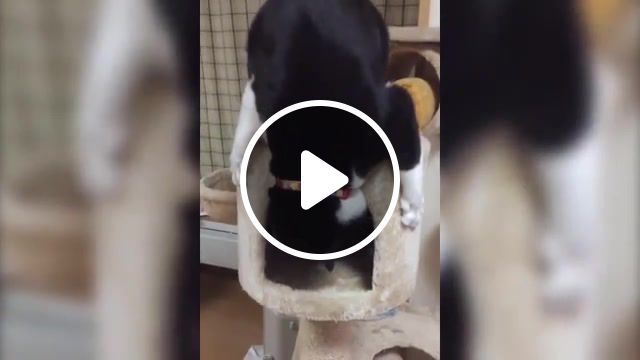 Mission impossible, cat, mission impossible, animals funny, animals pets. #0