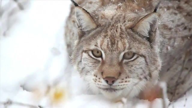Onfession of siberian lynx, animals, lynx, animals pets.