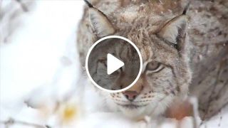 Onfession of siberian lynx