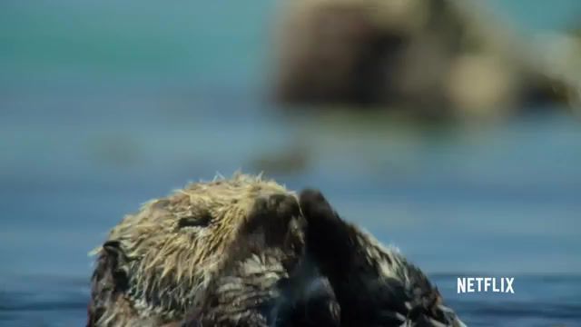 Our planet otters, sea animals, cute animals, cute, otters, docuseries, nature documentary, documentary, our planet on netflix, our planet nature, our planet, animals pets.