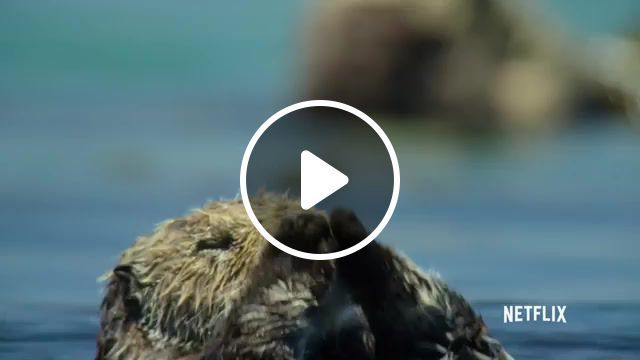 Our planet otters, sea animals, cute animals, cute, otters, docuseries, nature documentary, documentary, our planet on netflix, our planet nature, our planet, animals pets. #0