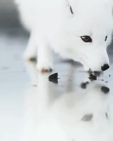 Pesec, white, vulpes lagopus, music, nature, life, earth, water, wild, angel, eyes, animals pets.