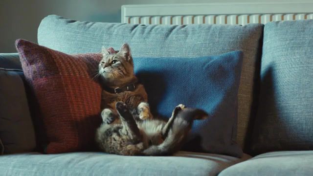 Rainy day, tetley, tetley advert, cat and dog, tv ad, tv advert, tv, advert, cat, dog, tea folk, tetley people, now we're talking, now were talking, nowweretalking, join the chat, pets, pet, lol, funny, tea, animals pets.