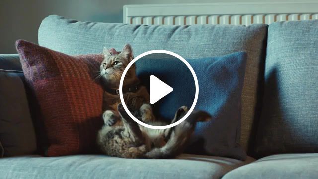 Rainy day, tetley, tetley advert, cat and dog, tv ad, tv advert, tv, advert, cat, dog, tea folk, tetley people, now we're talking, now were talking, nowweretalking, join the chat, pets, pet, lol, funny, tea, animals pets. #0