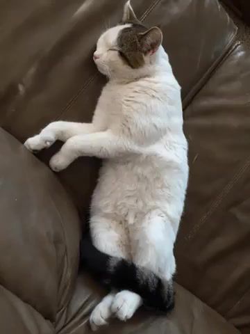 Relaxing trippy cat purrrrrrr, animals pets.