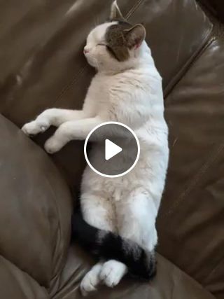 Relaxing Trippy Cat Purrrrrrr
