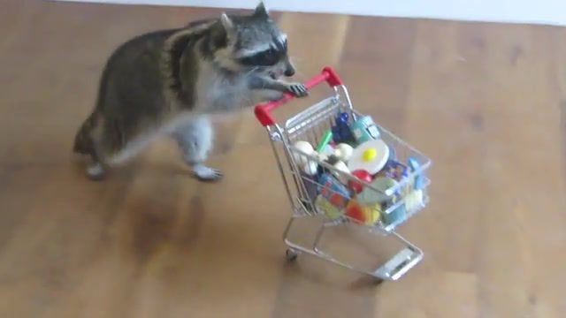 Shopping this is f'ing awesome thrift shop peter lee johnson's violin cover, melanie, peter lee johnson, violin, violin cover, thrift shop, macklemore and ryan lewis, animals, shopping cart, shopping, grocery cart, zoo, raccoon, animals pets.