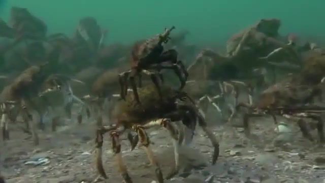 Spider crabs march, animals pets.