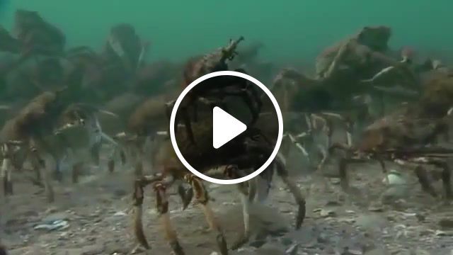 Spider crabs march, animals pets. #0