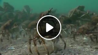 Spider crabs marCh