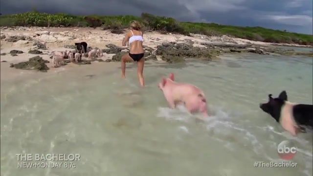 Swimming with Pigs, Alternative, Rock, Like A Bad Girl Should, Cramps, Swim, Water, Chase, Pigs, Hilarious, Cute, Beautiful, Summer, Sun, Yacht, Beach, Girls, Animals Pets