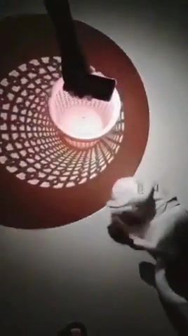 Your cat goes to another dimension