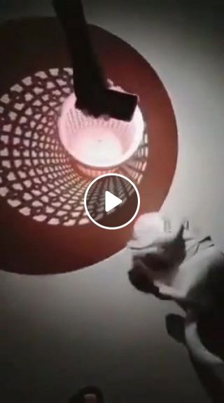 Your cat goes to another dimension