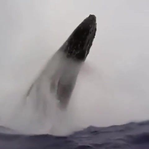 Blue whale, blue whale, whale, animals, music, relax, sea timelapse.