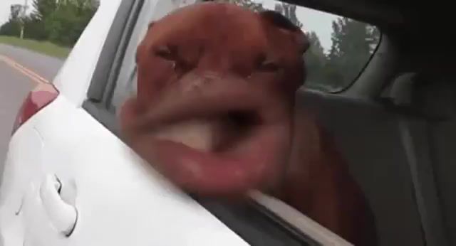 Car Window Bumboxing, Animals Pets