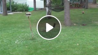 Cat chasing a squirrel