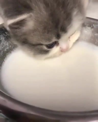 Cat, cat, milk, drink, mimimi, baby.