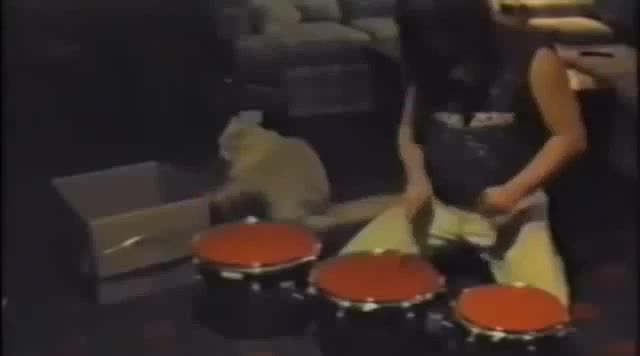Cat Feel Drum Good