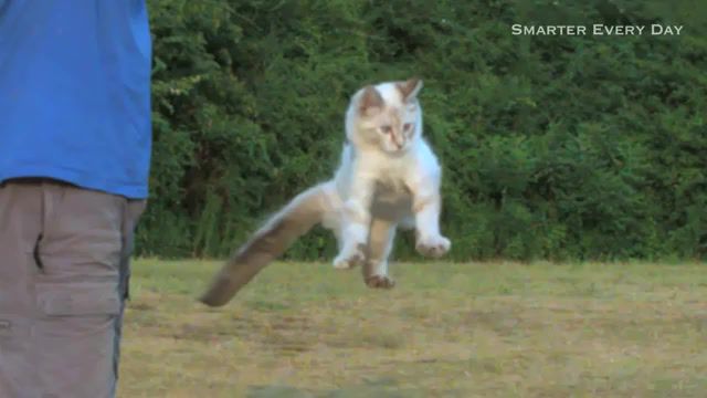 Cat Physics, Cute, Cat, Falling, Phantom, Speed, Physics, Conservation, Slow, Motion, Kitty, Kitten, Experiments, Animals Pets