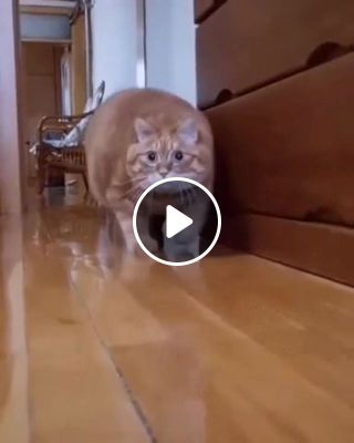 Cat stalking