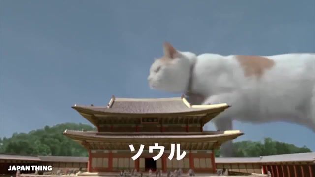 Cat traveler - Video & GIFs | japanaese,japan,commercial,advert,kyary,nintendo,nissin,new 3ds,lion,brad pitt,softbank,sumo,arnold schwarzenegger,burger king,snake,fit's link,cat,lotte,akb48,akb 48,puccho,sushi,tommy lee jones,boss,coffee,pocky,glico,zombie,golden bomber,mr donut,halloween,hello kitty,calbee,chips,dog,girl,breaking,blocks,yoda,noodles,tokyo,weird,funny,cool,commercials,pokemon,television advertisement film genre,fun,animals pets