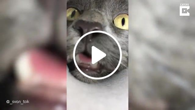 Curious cat puts head into tube, storytrender, catersnewsagency, clips, viral, hilarious, cat, feline, kitty, reach, chicken, treat, snack, food, pawsome pets, funny, curiius, cardboard, tube, head, piece, kansk, russia, russian, greedy, hungry, animals pets. #0