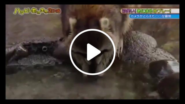 Cute racoon vs wicked racoon, funny, animals, animation, anime, arts, astronomy, cartoons, cats, celebrities, dogs, comics, computer graphics, computers, racoon, guardian, galaxy, guardians, cotton, candy, animals pets. #0