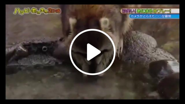 Cute racoon vs wicked racoon, funny, animals, animation, anime, arts, astronomy, cartoons, cats, celebrities, dogs, comics, computer graphics, computers, racoon, guardian, galaxy, guardians, cotton, candy, animals pets. #1