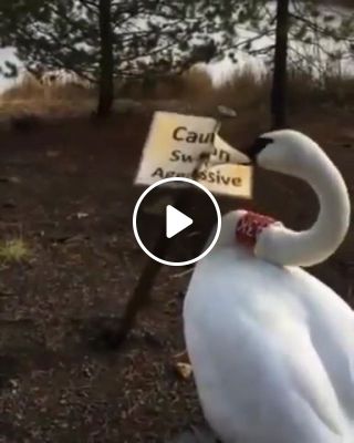 Do not mess with dat swan