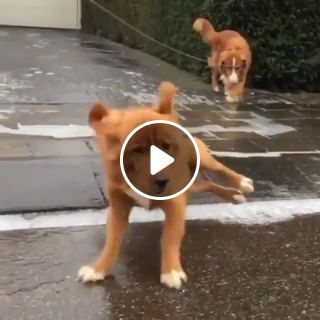 Dog ice Flute Drift