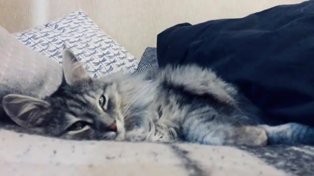 Feline mood No1 - Video & GIFs | animals pets