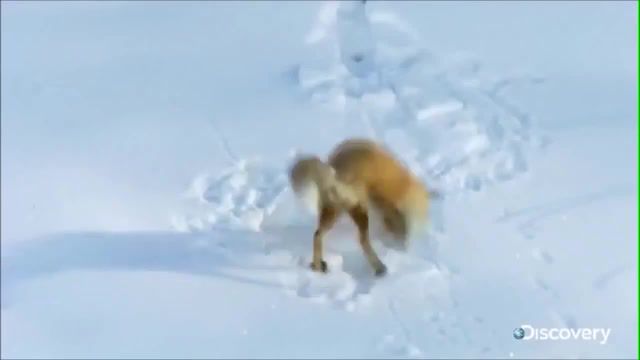 Foxy in russia, funny, fresh memes, meme, memes, ylyl, you laugh you lose, dank, funniest, animals, dog, fox say, russian, translate, animals pets.