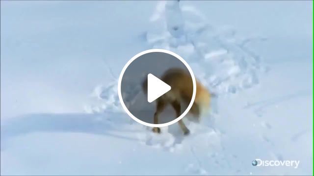 Foxy in russia, funny, fresh memes, meme, memes, ylyl, you laugh you lose, dank, funniest, animals, dog, fox say, russian, translate, animals pets. #0