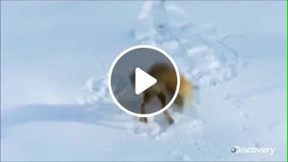 Foxy in russia
