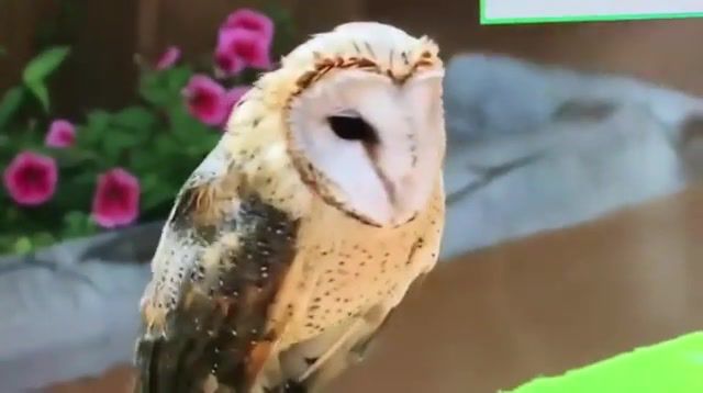 Happy Owl, Animals Pets