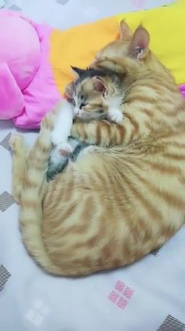 Happy with mommy, cute animals, cute cats, cute kitten, cats, cuteanimalshare, cuteanimalvines, cute, animals pets.