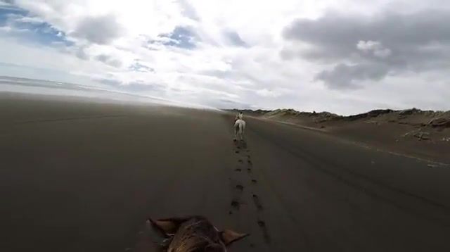 Little Mel and Sterly having a blast up the beach GoPro, Animals Pets