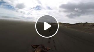 Little Mel and Sterly having a blast up the beach GoPro