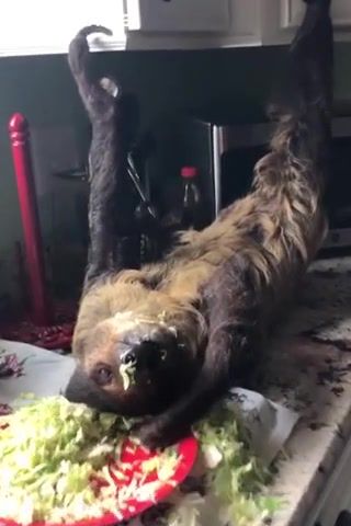 Living the dream - Video & GIFs | fun,awesome,amazing,great,animals,sloth,animals pets